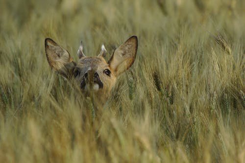 Brown Deer on Green Grass