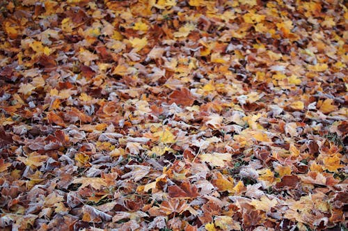 Free Full Shot of Fallen Maple Leaves Stock Photo