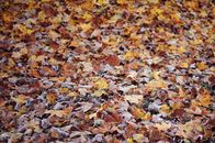 Full Shot of Fallen Maple Leaves