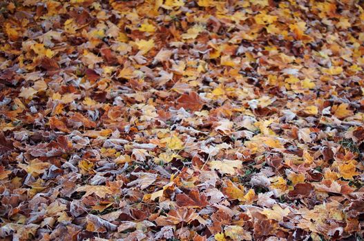 Vibrant autumn leaves with a touch of frost create a beautiful fall scene on the ground.