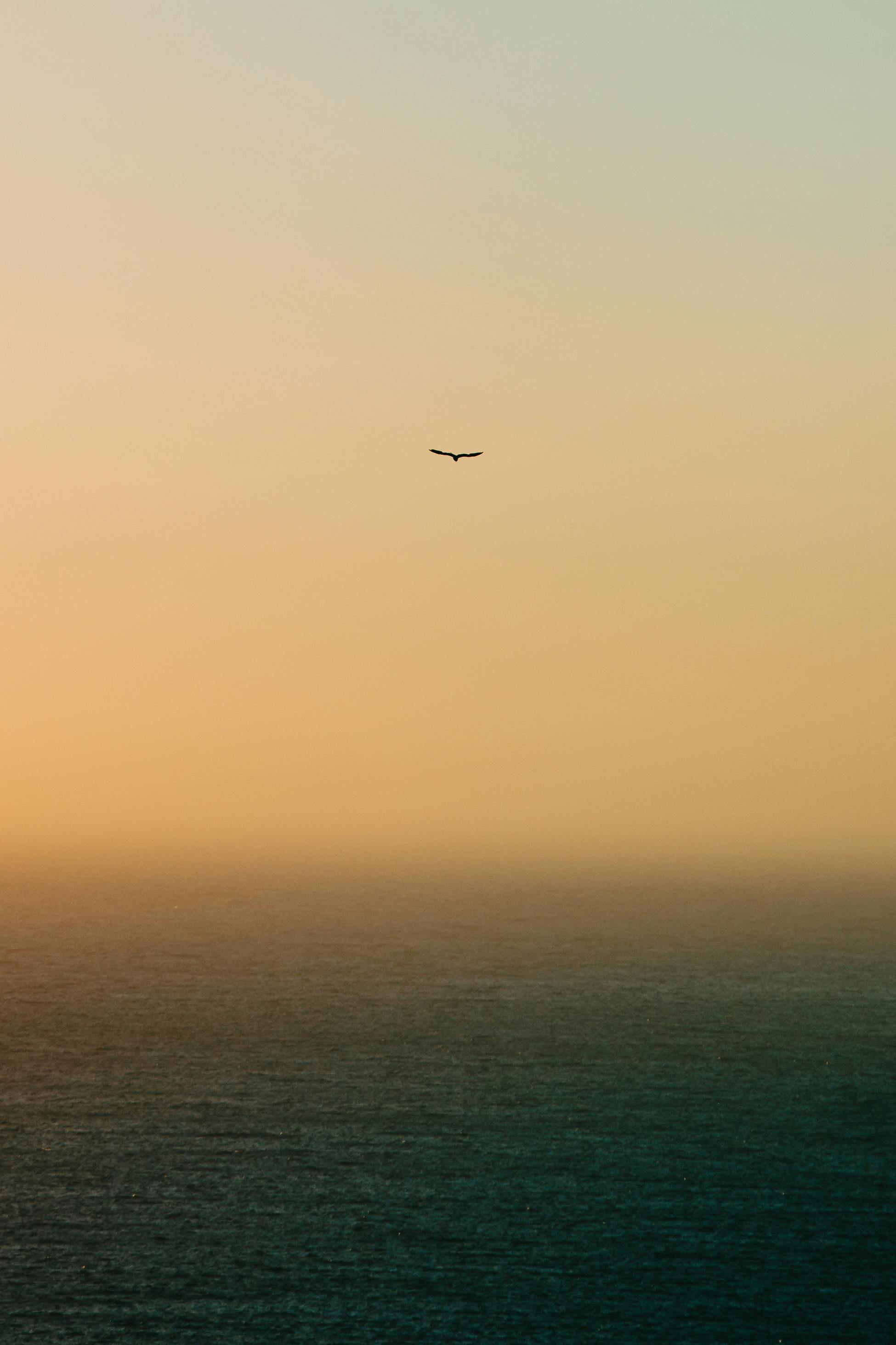 Flying bird in bright sky over sea at sunset