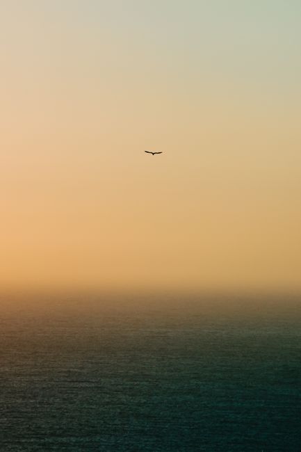 Bird with spread wings soaring in colorful sky above rippled ocean at sundown