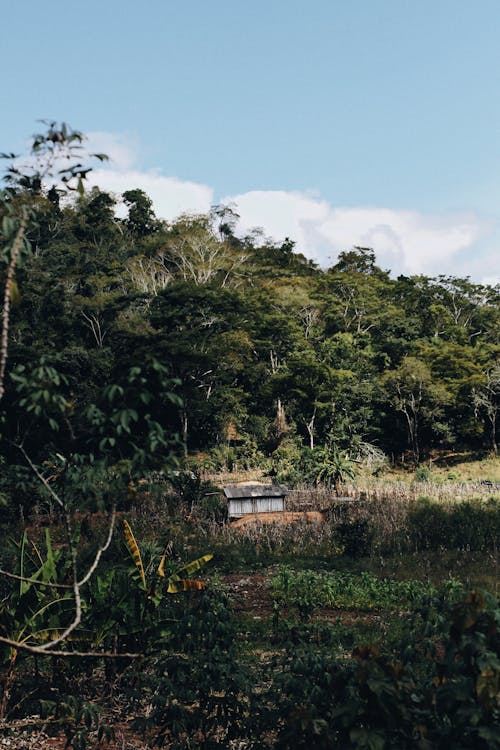 Foto stok gratis agrikultura, bidang, gubuk