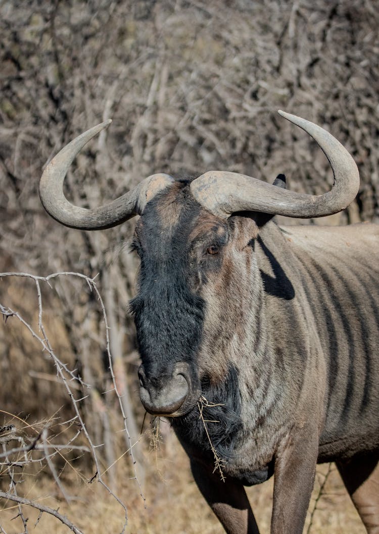 Close Up Photo Of A Wildebeest