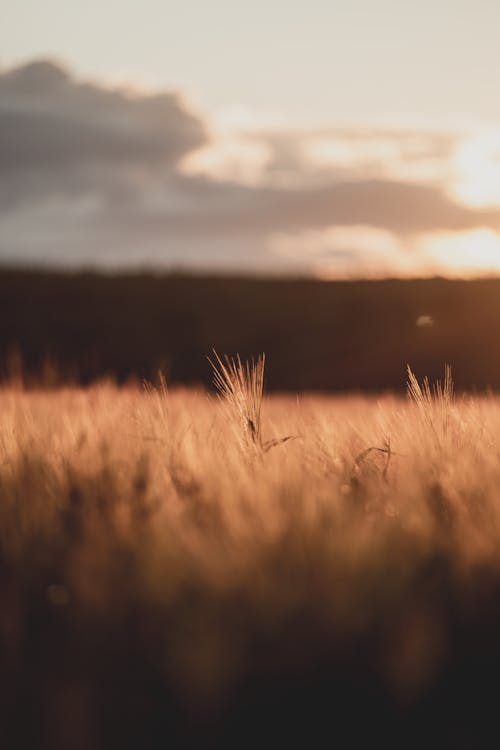 Selective focus of thin grass growing in vast rural meadow at sunny sunset