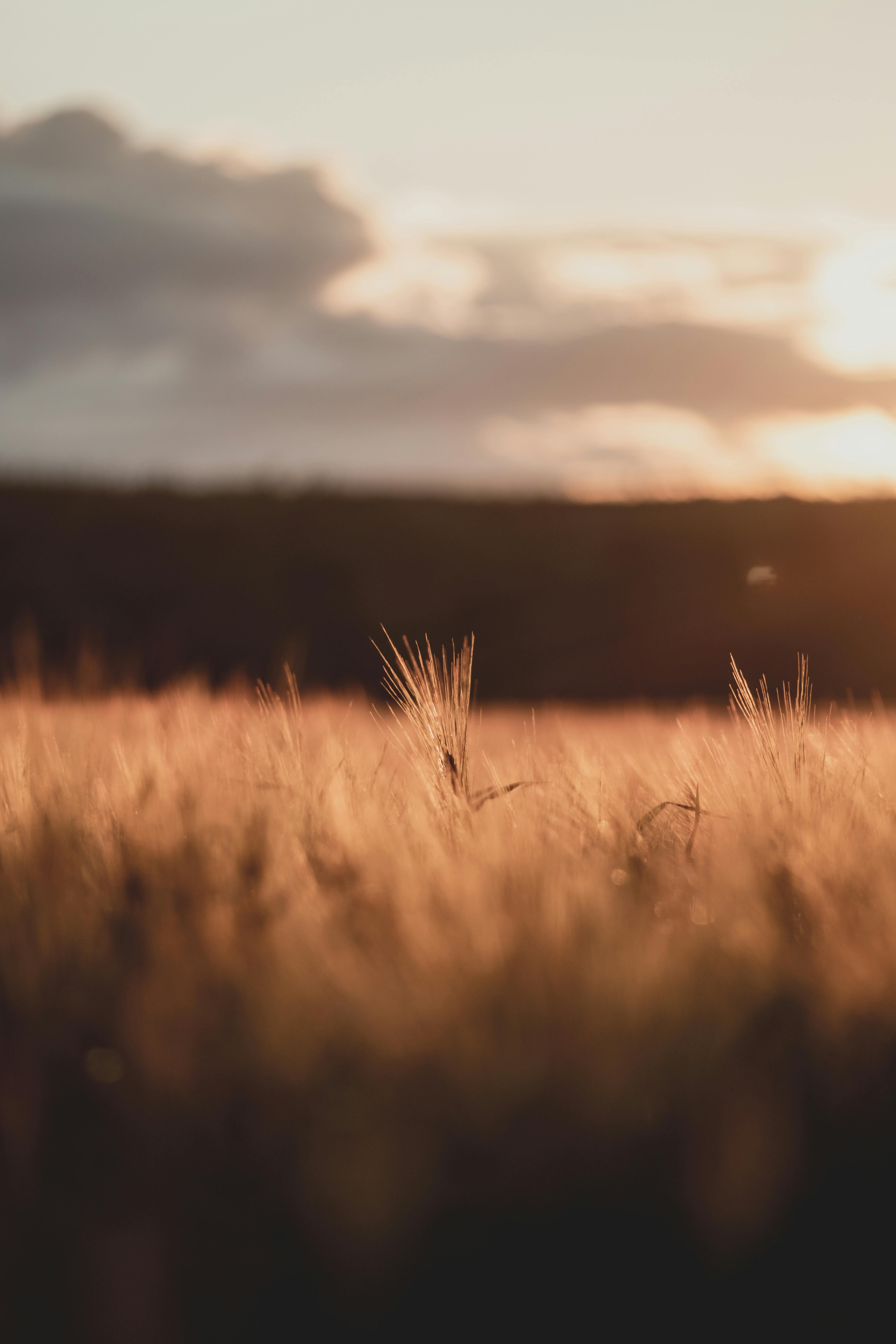 Dry grass growing in lawn at sunset · Free Stock Photo