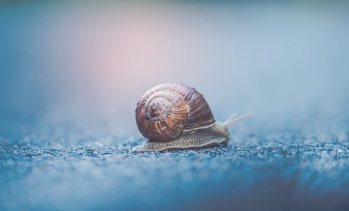 Small snail crawling on asphalt surface