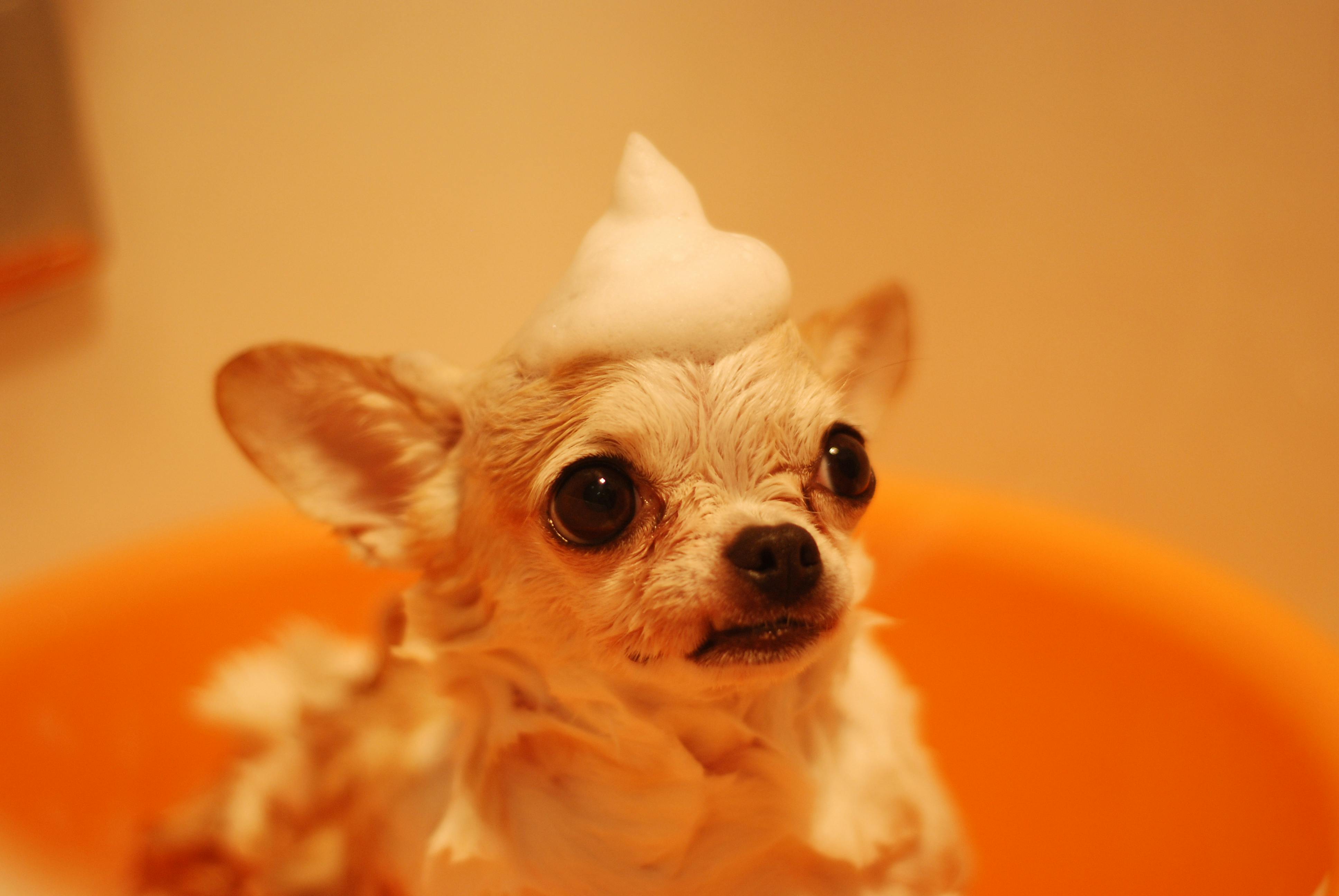 Brown Chihuahua \u00b7 Free Stock Photo