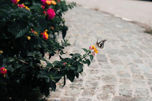 Foto profissional grátis de borboleta, borboleta em uma flor, borboleta marrom