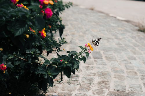 Free stock photo of beautiful flowers, brown butterfly, butterflies