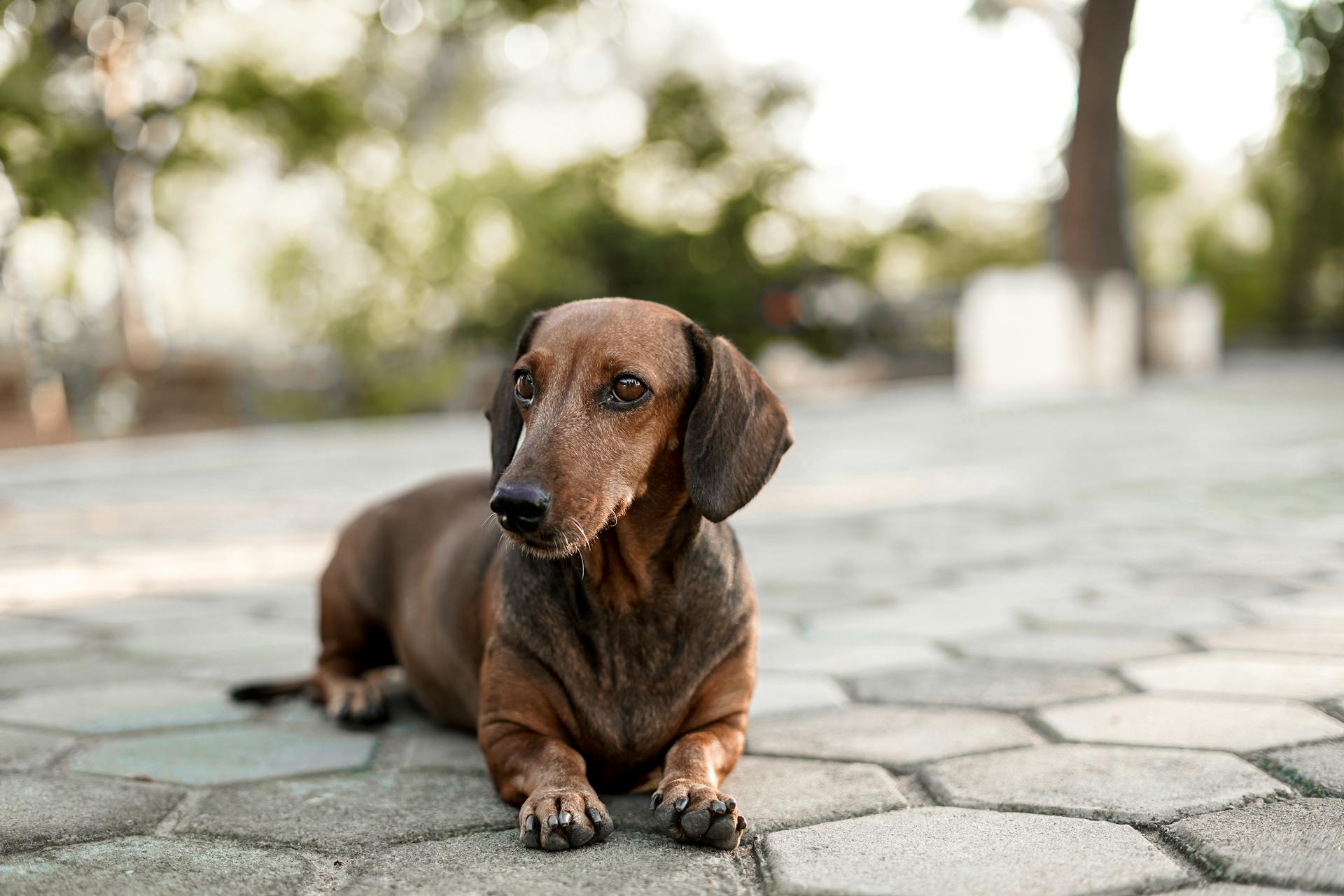 Ett närbilde av en dachshund