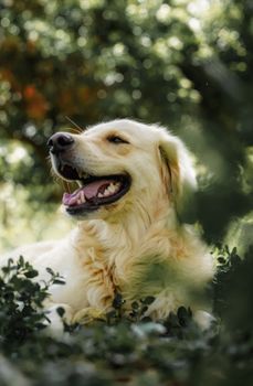 一只快乐的金毛猎犬在阳光明媚的一天里，于户外郁郁葱葱的绿色植物中享受时光