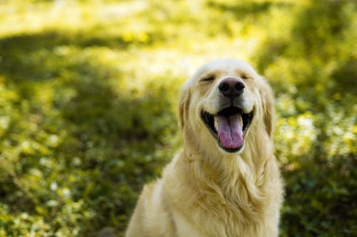 Darmowe zdjęcie z galerii z fotografia zwierzęcia, golden retriever, pies