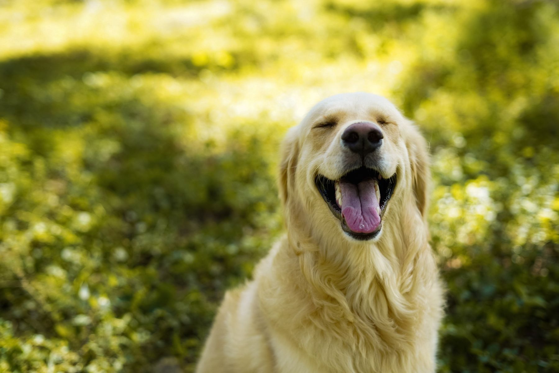Glücklicher Hund