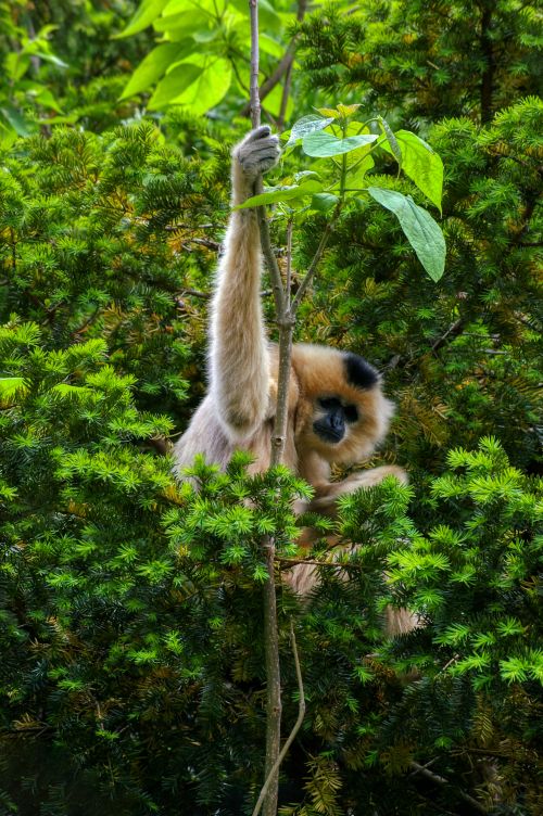 Free Gibbon hanging among vibrant green foliage in Cincinnati Zoo. Stock Photo