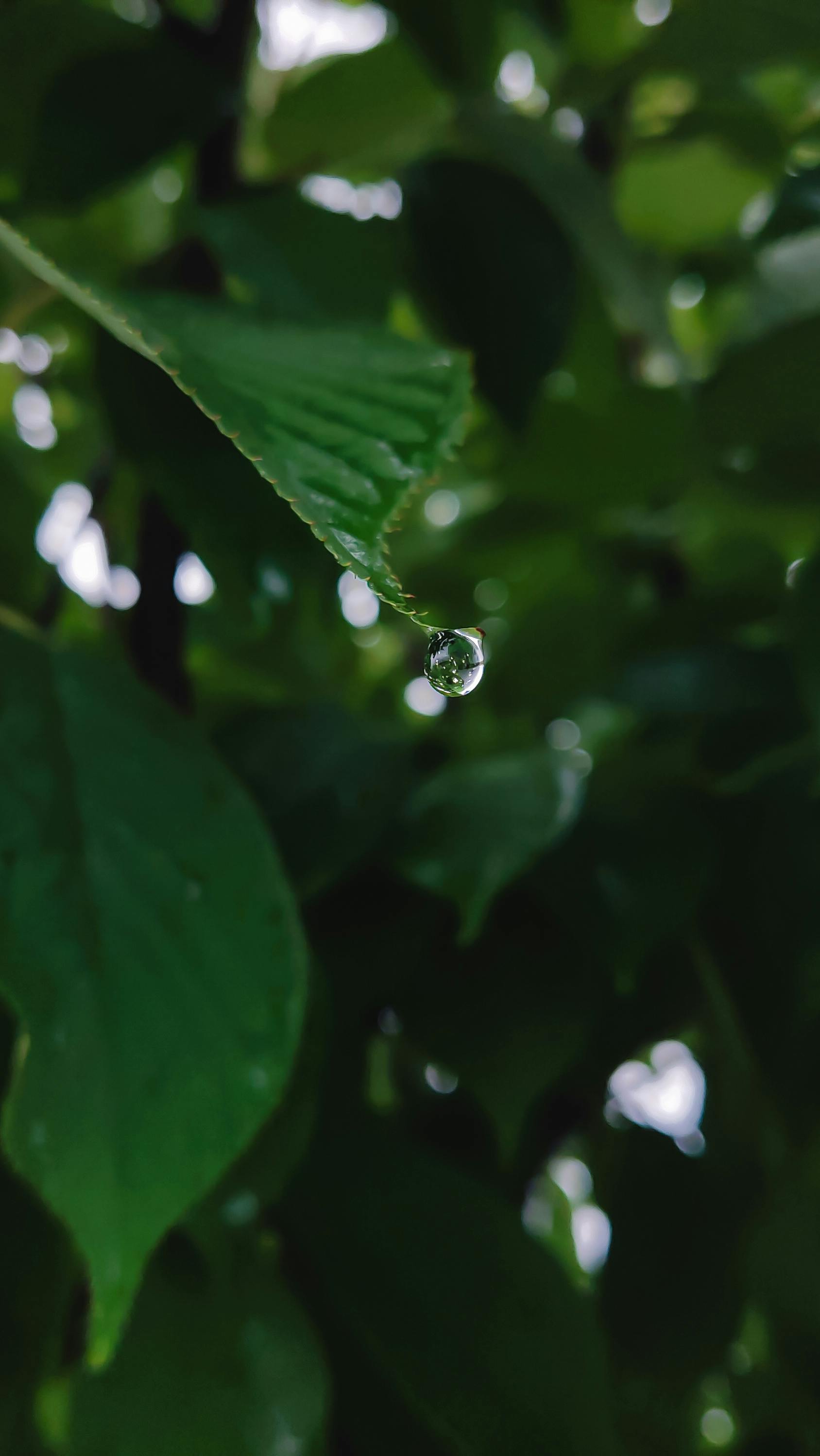 Gratis Foto stok gratis alam, daun pohon, Daun-daun Foto Stok