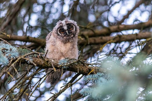 Foto profissional grátis de animais selvagens, ave, Ave de rapina