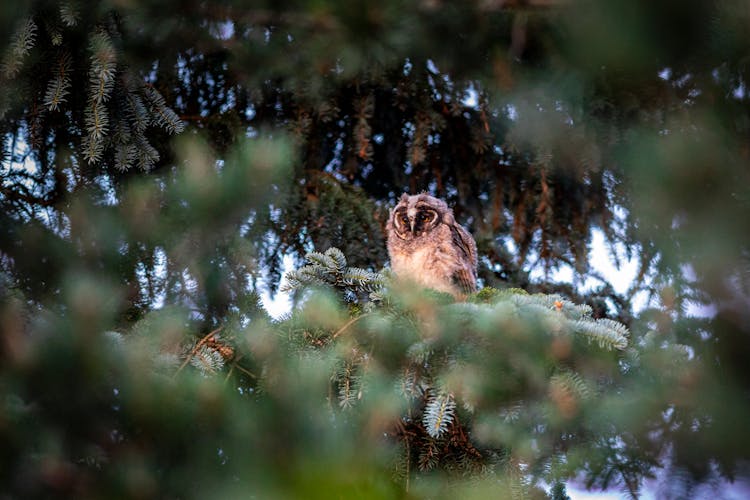 Owl Perched On A Tree