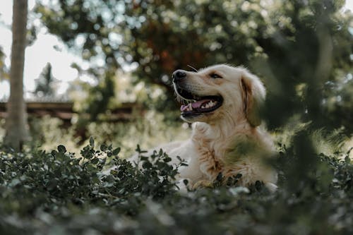 A Dog Lying on the Ground