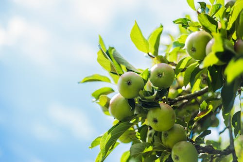 Free Low Angle View of Green Apples on Tree Stock Photo