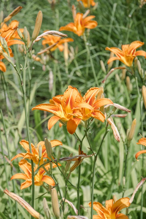 Immagine gratuita di avvicinamento, bocciolo, fiori d'arancio