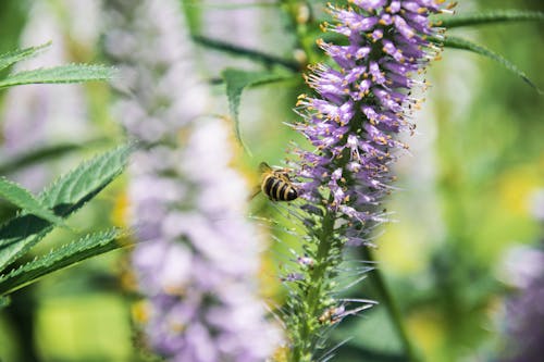 Free stock photo of biene, blühende pflanze, blume