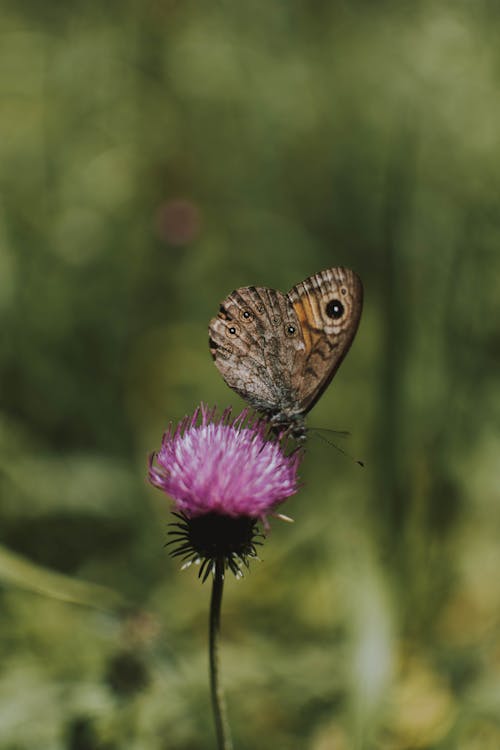 Free Tiny spotted butterfly sitting on small plant with pink flower on thin fragile stem in soft focus Stock Photo