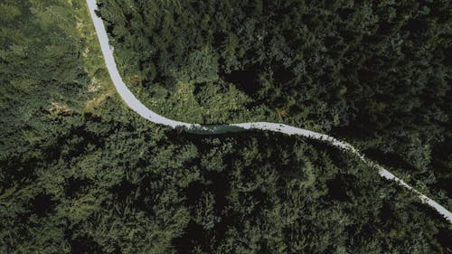 Top view of asphalt narrow route running through coniferous woods on sunny day