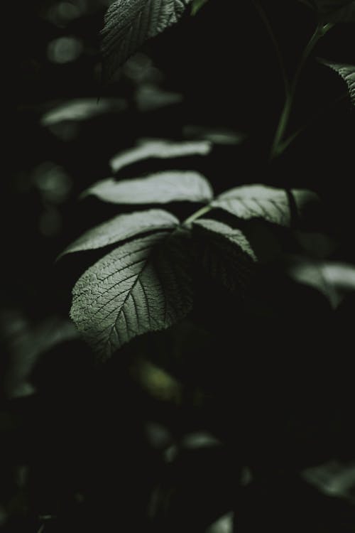 Green juicy leaves with thin veins in shade