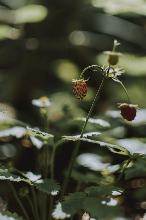 Unripe strawberries on thin twig with leaves