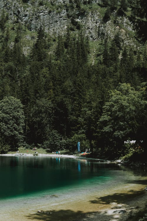 Foto d'estoc gratuïta de a l'aire lliure, aigua, arbre