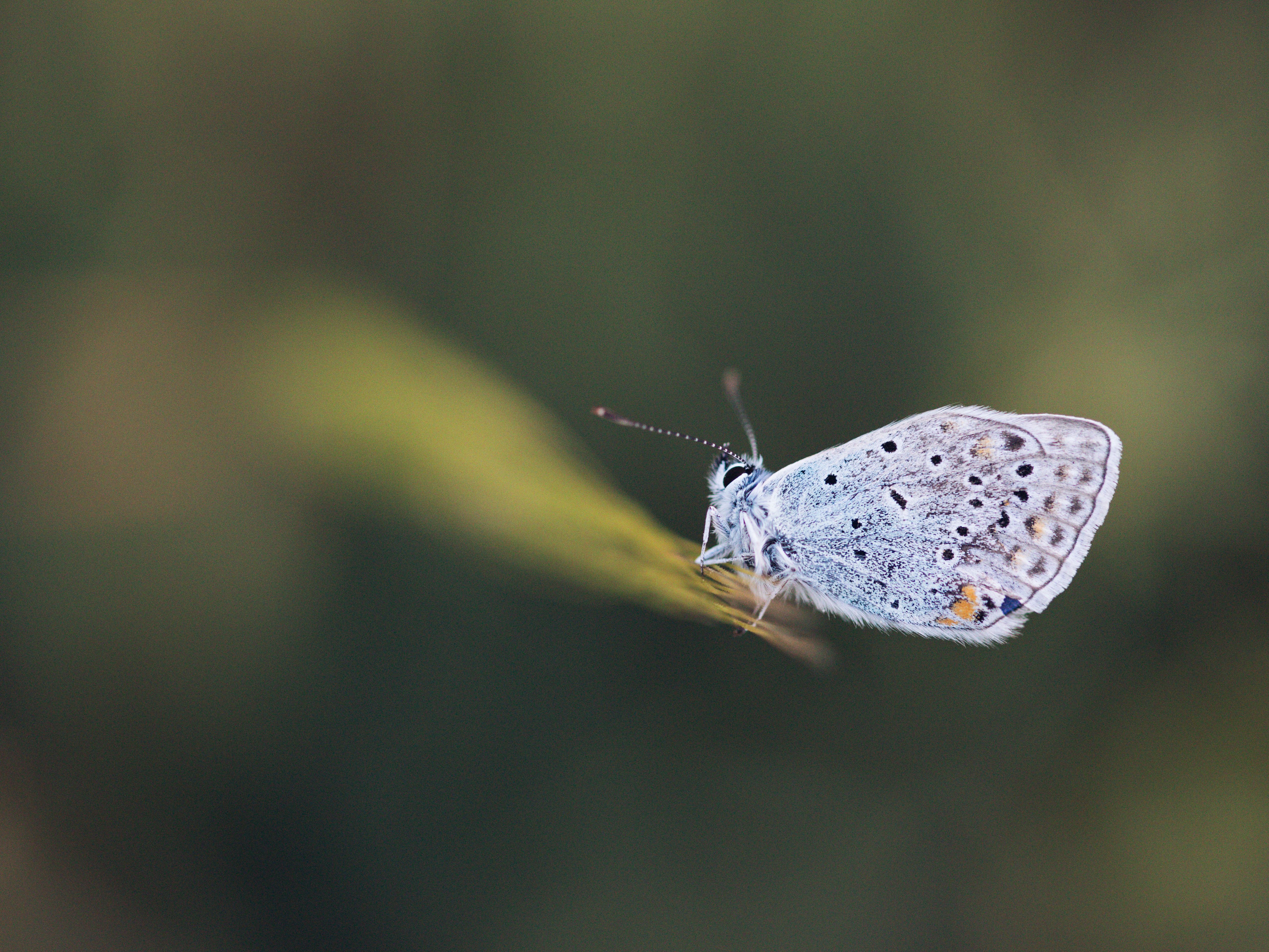 Close Up Shot of a Butterfly · Free Stock Photo