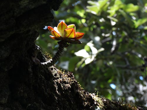 คลังภาพถ่ายฟรี ของ flor