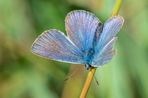 動物, 常見的藍色, 昆蟲 的 免費圖庫相片