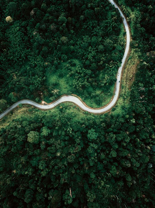 Drone view curvy road running through lush woodland