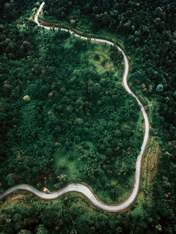 Curvy roadway through lush green woods