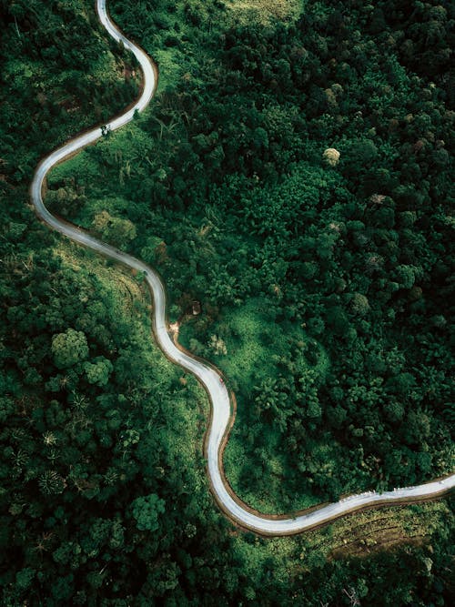 Aerial view of narrow asphalt highway going through lush verdant woodland trees on clear summer day