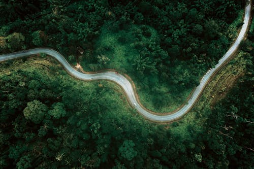 Road curve through lush forest trees