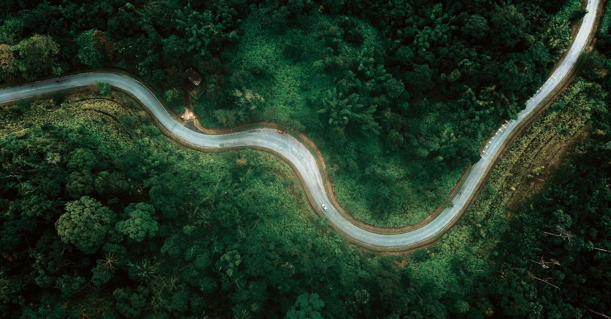 A winding path through a lush green forest, symbolizing a journey