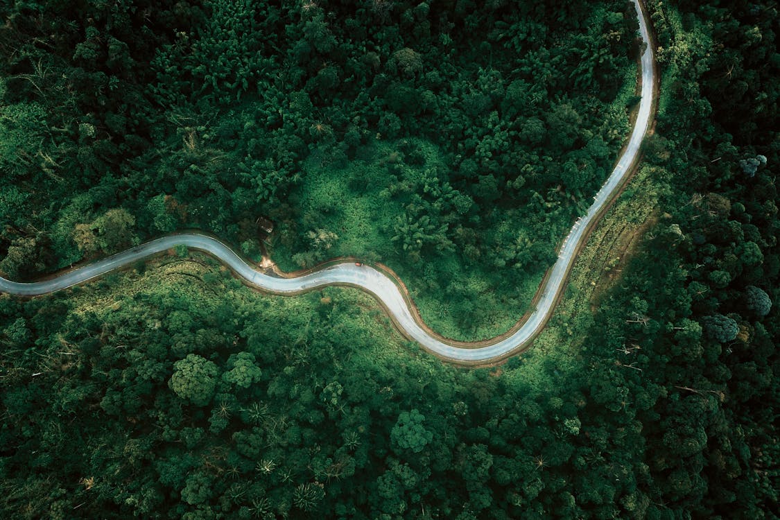 Aerial top view of winding asphalt highway running through lush verdant woods in daytime