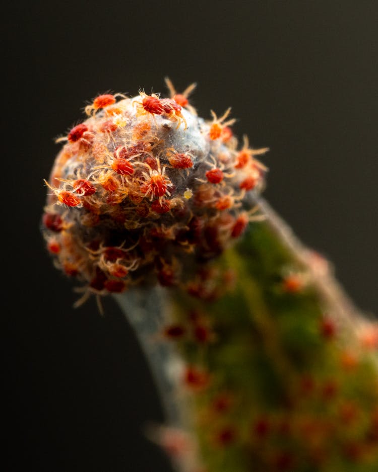 Spiders On Top Of Plant