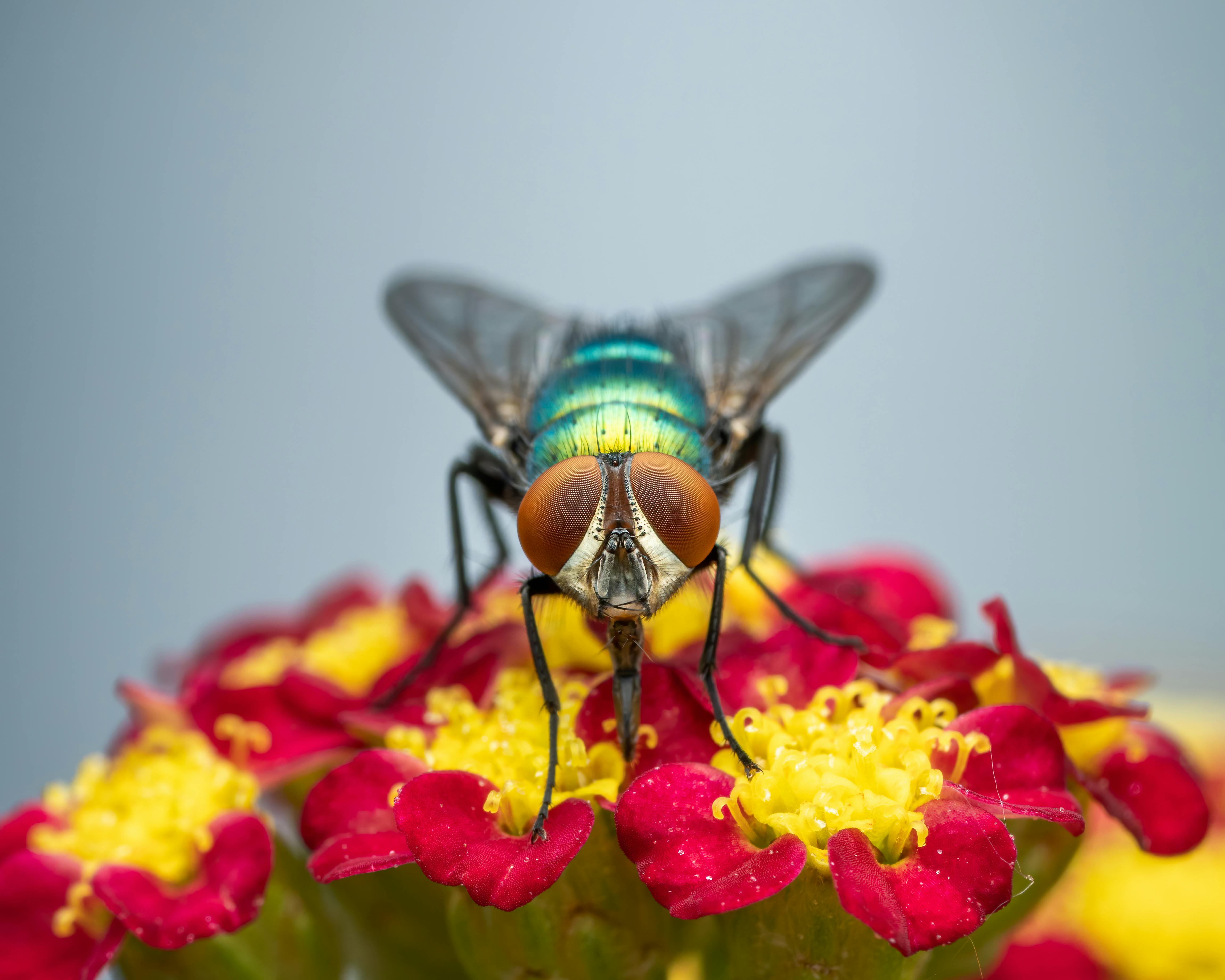 Fly sitting on bright flowers · Free Stock Photo