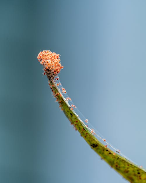 Small spiders making cobweb on top of long plant leaf against blue background