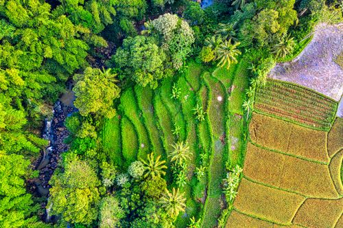 Free Breathtaking aerial view of vibrant rice terraces and lush greenery in Banten, Indonesia. Stock Photo