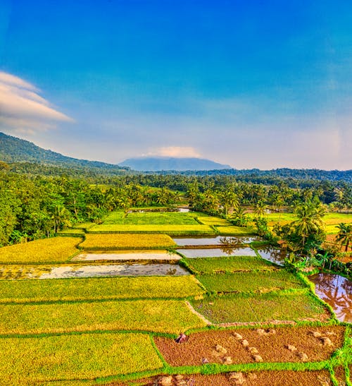 Free Green Grass Field Under Blue Sky Stock Photo