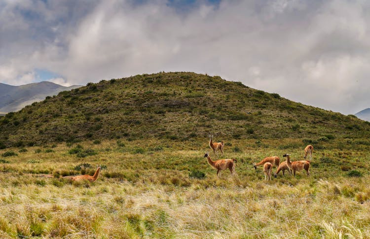 Guanacos In The Wild