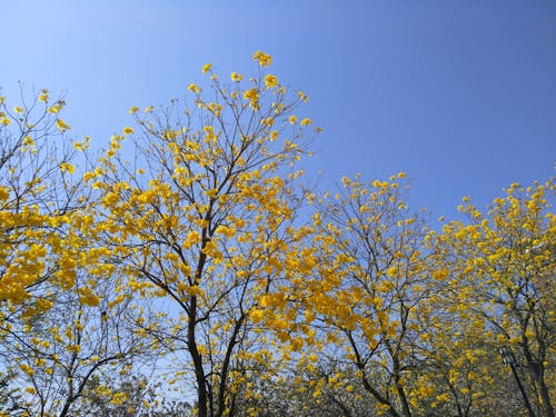 бесплатная Бесплатное стоковое фото с ветви, голубое небо, деревья Стоковое фото