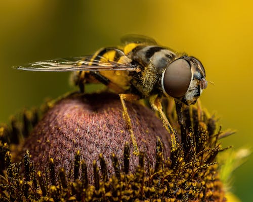 Amazing hoverfly on fresh flower