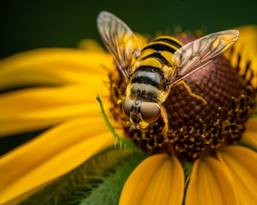 From above striped wild insect sitting on fresh yellow flower in summer in field