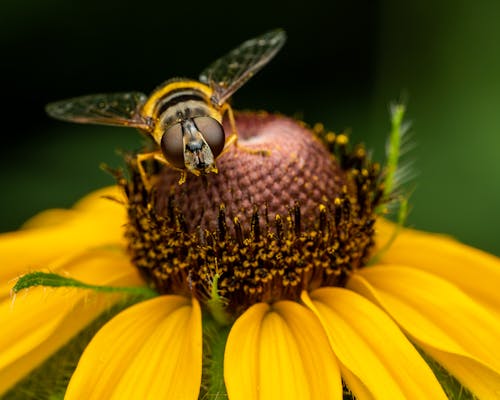 Hoverfly on natural yellow flower